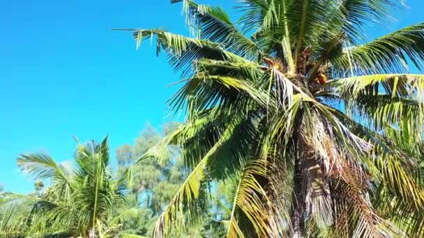 Lush Greenery Beach Exotic Nature Bora Bora French Polynesia — Stock Video