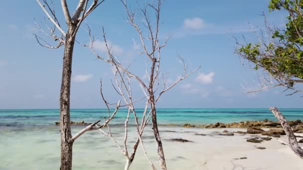 Árboles Secos Costa Vacaciones Samui Tailandia — Vídeos de Stock