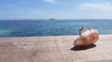 Deniz kabuklu altın bir yüzük. Bali 'de Tatil.