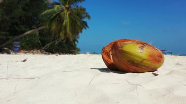 Sahilde Hindistan cevizi ve okyanus