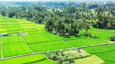 Ubud, Bali, Endonezya 'daki pirinç tarlalarının hava görüntüsü