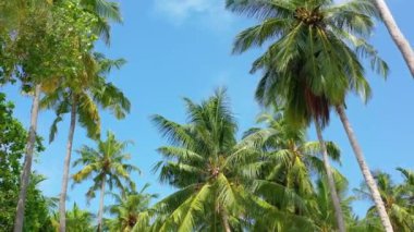 Palmiye ağaçlarıyla dolu mavi gökyüzüne bakıyorum. Endonezya, Bali 'de yaz tatili.  