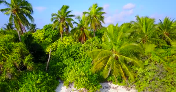 Palme Verdi Lussureggianti Sole Splendente Sulla Costa Sfondo Naturale Bali — Video Stock
