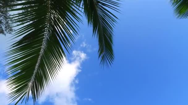 Κάτω Όψη Των Φύλλων Φοίνικα Στην Παραλία Τροπικός Παράδεισος Του — Αρχείο Βίντεο