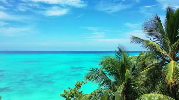 绿棕榈 海蓝绿色背景 大洋洲的自然景观 — 图库视频影像