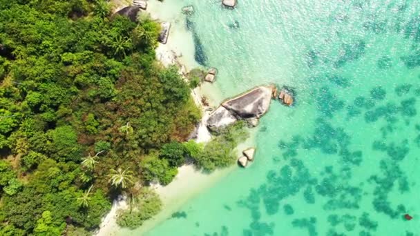 Вид Сверху Зеленые Пальмы Скалы Берегу Моря Летняя Сцена Доминикане — стоковое видео
