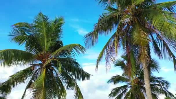 Palmas Verdes Exuberantes Ilha Paisagem Natural Bali Indonésia — Vídeo de Stock