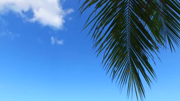 Prachtige Blauwe Lucht Palmbladeren — Stockvideo