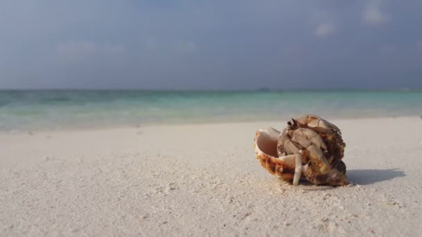 Granchio Piccolo Conchiglia Sulla Sabbia Della Spiaggia Vacanze Estive Bali — Video Stock