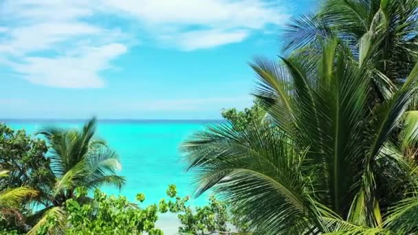 海岸の鮮やかなターコイズブルーの海 ドミニカ共和国 カリブ海の自然 — ストック動画