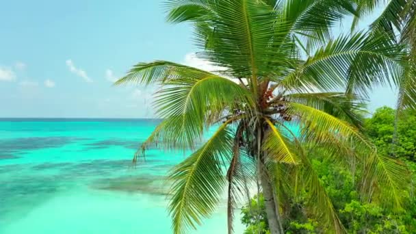 Regardant Ciel Bleu Avec Des Pics Palmiers Détente Estivale Bali — Video