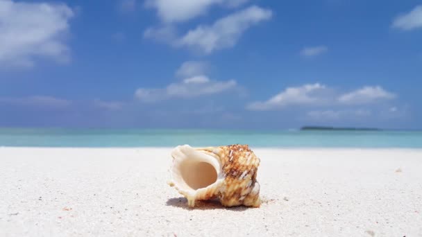 海滩上的小贝壳 印度尼西亚巴厘夏季异国情调之旅 — 图库视频影像