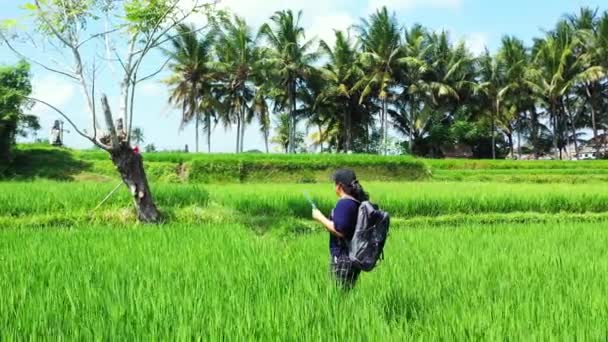 Aerial View Woman Backpack Walking Rice Field — Stock Video