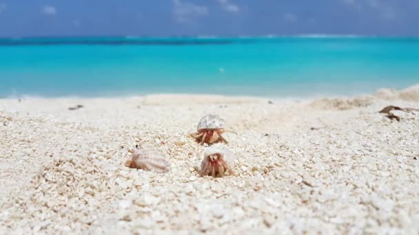 Pequeños Cangrejos Conchas Playa Exótico Viaje Verano Bali Indonesia — Vídeo de stock