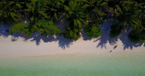 熱帯の島で緑豊かなヤシ インドネシアでのエキゾチックな休暇 — ストック動画