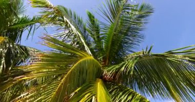 Tropik adada yemyeşil ağaçlar. Koh Samui huzurlu sahne, Tayland.