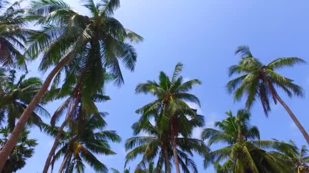 Vista Inferior Las Palmeras Ondeantes Isla Vacaciones Verano Maldivas — Vídeos de Stock