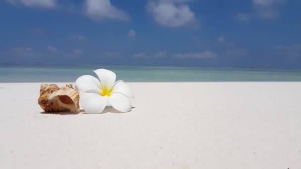 Frangipani Blume Mit Muschel Strand Reisen Nach Thailand — Stockvideo