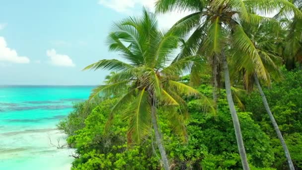 Palmiers Verts Luxuriants Hauts Avec Mer Turquoise Plage Blanche Voyage — Video