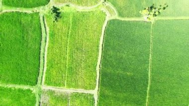 Yeşil alanlar yukarıdan görünüyor. Bali, Endonezya 'da egzotik tatil.