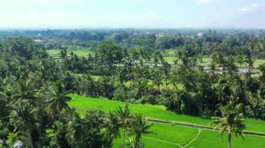 Adada yeşil palmiyeler var. Antigua 'nın Doğa Manzarası.