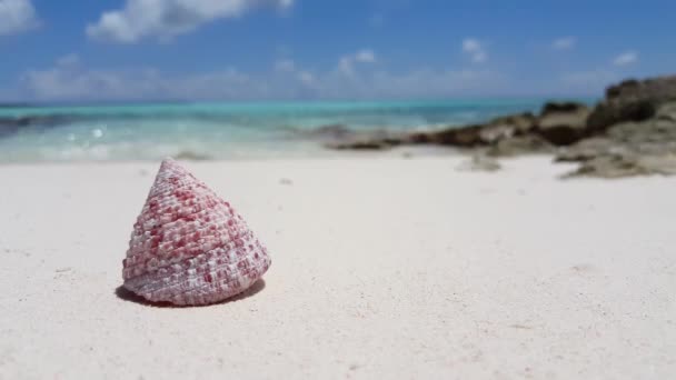 白い砂の上の貝殻 南アジアのモルディブの夏の風景 — ストック動画