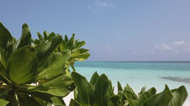 Regardant à travers les feuilles vertes au paysage marin. Paysages d'été en République Dominicaine, Caraïbes.