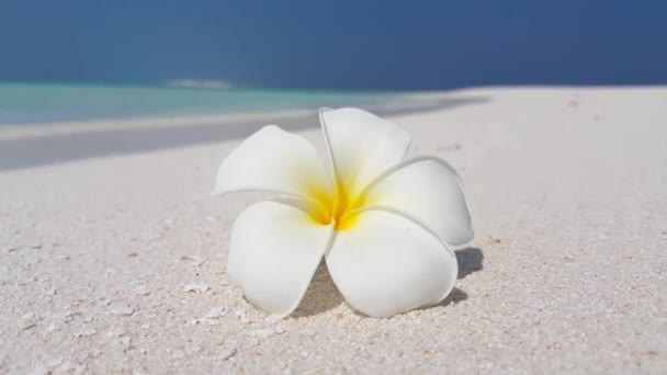 Fehér Sárga Pluméria Virág Strandon Nyári Kirándulás Indonéziában — Stock videók