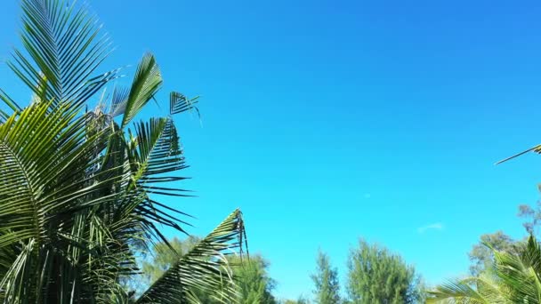 青い空の背景に緑のヤシ コピースペース ボラへの旅行 フランス領ポリネシア — ストック動画