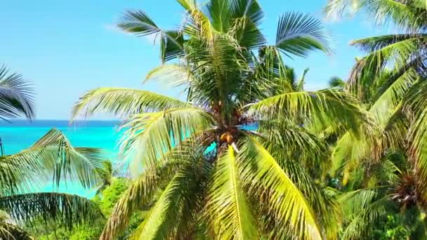 Looking Green Palms Seascape Exotic Summer Trip Bali Indonesia — Stock Video