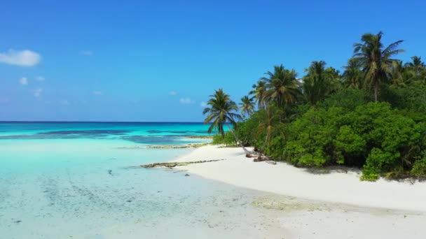 Grand palmiers verts sur l'île tropicale. Voyage à la Barbade, Caraïbes.