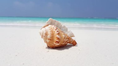 Bora Bora 'nın egzotik doğası, Fransız Polinezyası. 