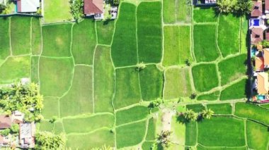 Yeşil alanlar tepeden görünüyor. Antigua 'ya yaz yolculuğu.
