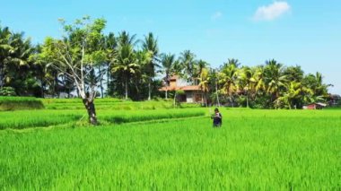 Sırt çantalı bir kadının pirinç tarlasında yürüyüşünün hava görüntüsü.