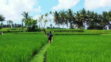 Sırt çantalı bir kadının pirinç tarlasında yürüyüşünün hava görüntüsü.