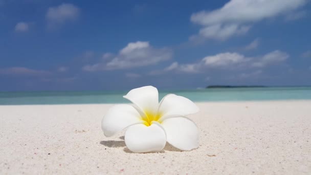 海滩上美丽的水仙花 巴哈马 加勒比的夏季风景 — 图库视频影像