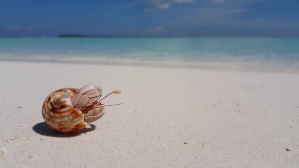 Granchio Piccolo Nella Conchiglia Sulla Spiaggia Vacanze Estive Bali Indonesia — Video Stock