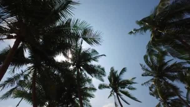 Vista Inferior Las Palmeras Isla Disfrutando Las Vacaciones Verano Bali — Vídeos de Stock