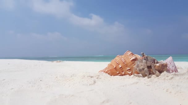 Meer Mit Klarem Sand Und Zartem Meer Aussichtsreiche Aussicht Auf — Stockvideo