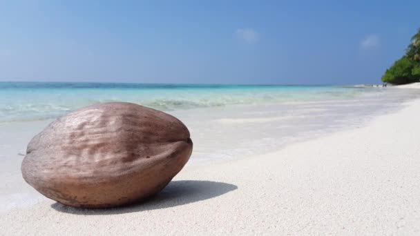 Noce Cocco Nel Guscio Sulla Spiaggia Paesaggio Delle Hawaii Stati — Video Stock