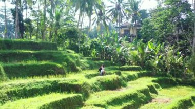 Tropik adanın yeşil tarlasında erkek arkadaşının dizlerinin üzerinde oturan çekici kızın videosu. 