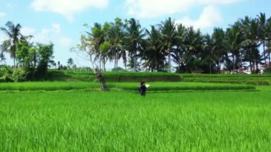 Sırt çantalı bir kadının pirinç tarlasında yürüyüşünün hava görüntüsü.