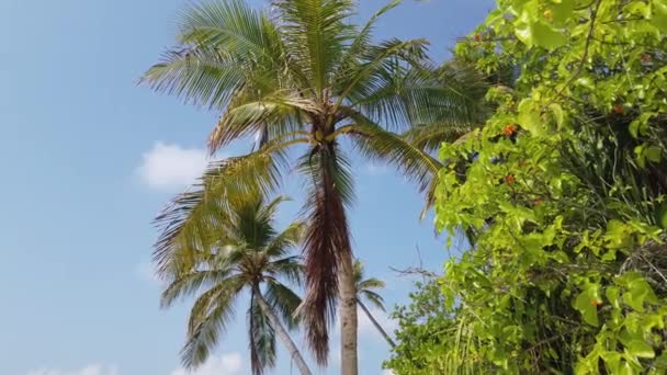 Palme Verdeggianti Sull Isola Natura Idilliaca Dell Indonesia — Video Stock
