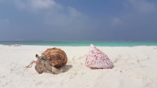 海滩上的小螃蟹多米尼加共和国 加勒比的性质 — 图库视频影像
