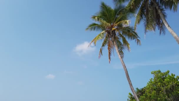 Зелені Долоні Пляжі Сезон Відпусток Балі Індонезія — стокове відео