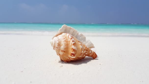 白色沙滩上的贝壳镜头和背景上美丽的海浪 — 图库视频影像