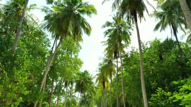 Palme Verdi Sull Isola Vista Panoramica Sul Mare Bali — Video Stock