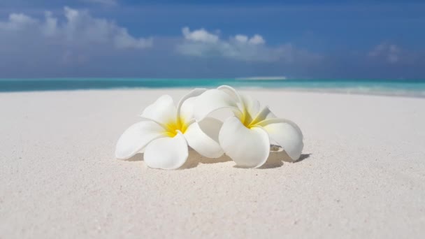 Weiße Blüten Strand Exotische Naturlandschaft Auf Bali Indonesien — Stockvideo