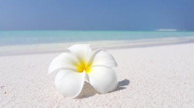 Plajdaki Plumeria çiçeği. Barbados, Karayiplerin güneşli doğası. 