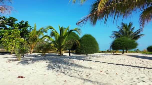 Rigogliosi Alberi Verdi Sull Isola Tropicale Koh Samui Scena Idilliaca — Video Stock